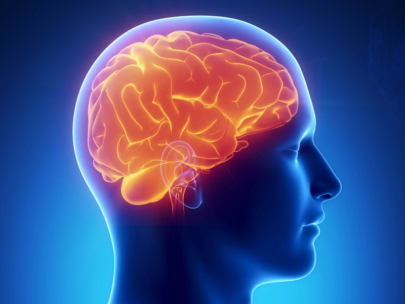 Що відбувається усередині нашого мозку? Розбираємось у його складній анатомії!