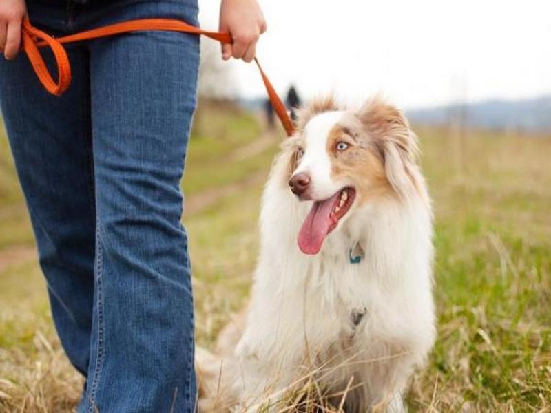 Скільки потрібно гуляти із собакою – профілактика артрозу та інших захворювань